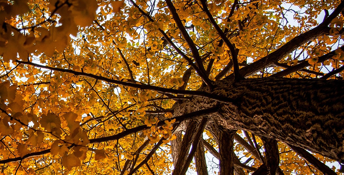 arbol