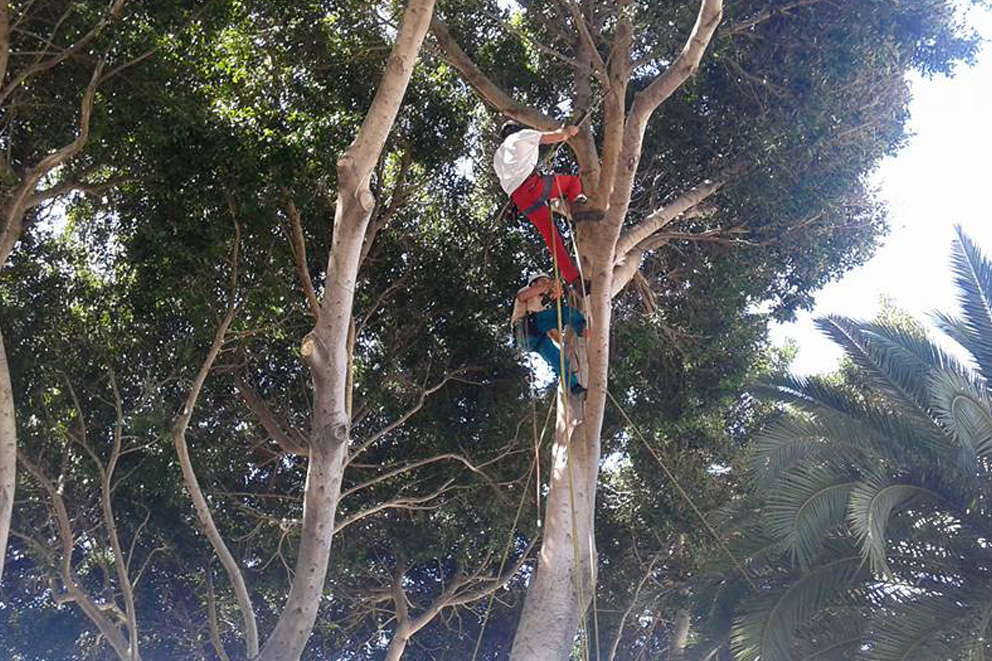 Imagen galería, tala, poda árboles y palmeras en altura con técnicas específicas Arbolsan