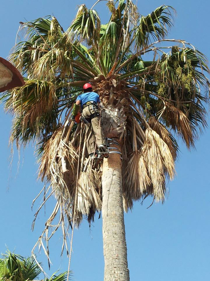 Imagen galería, tala, poda árboles y palmeras en altura con técnicas específicas Arbolsan