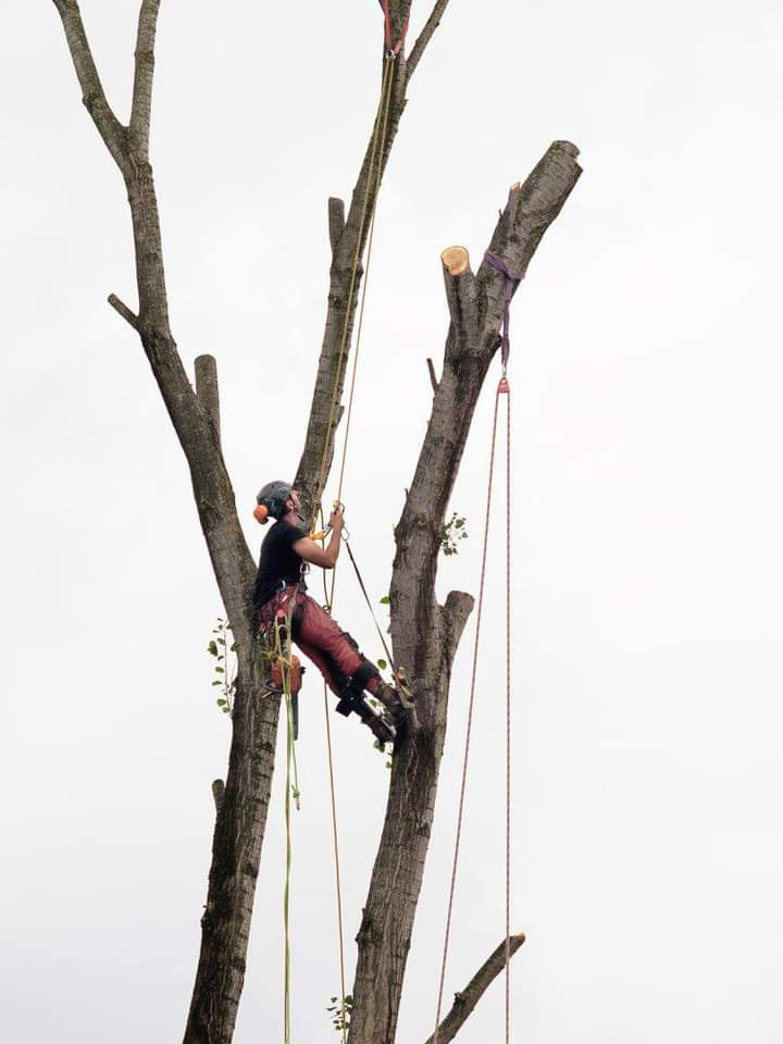 Poda tala de arboles y palmeras en altura arbolsan
