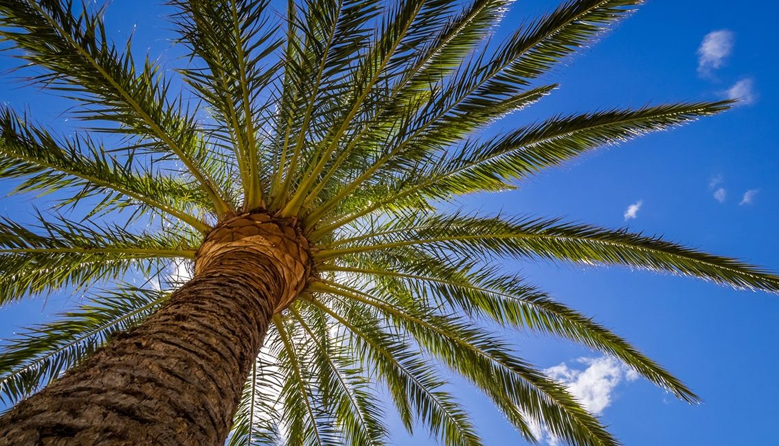 Imagen palmera