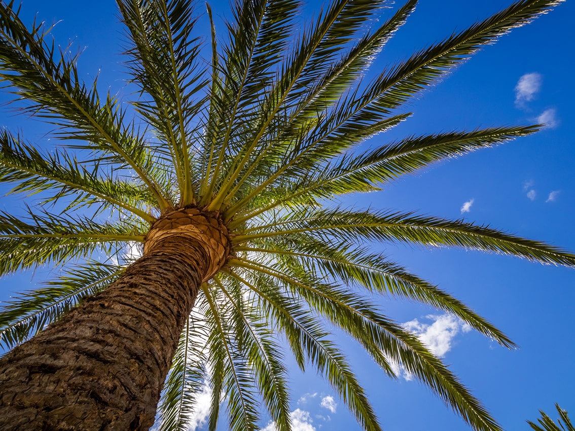 Imagen palmera