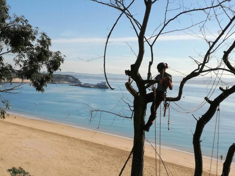 Poda tala de arboles y palmeras en altura arbolsan