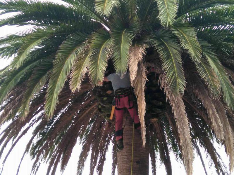 Poda tala de arboles y palmeras en altura arbolsan
