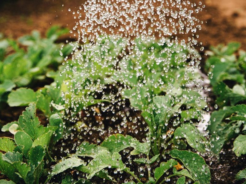 Cuidado de las plagas en plantas, imagen hojas