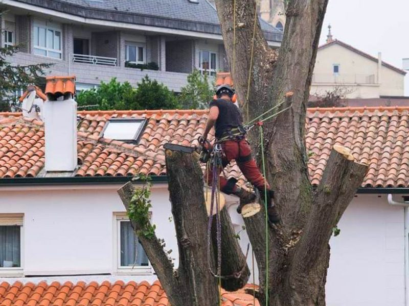 Poda tala de arboles y palmeras en altura arbolsan