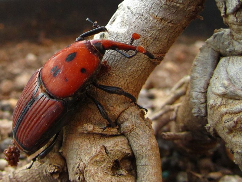 Picudo rojo