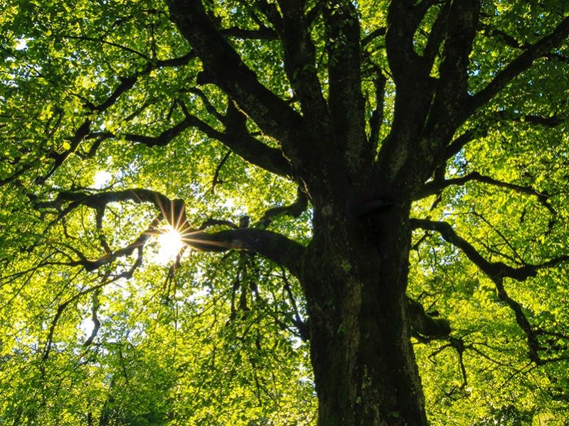 arbol imagen