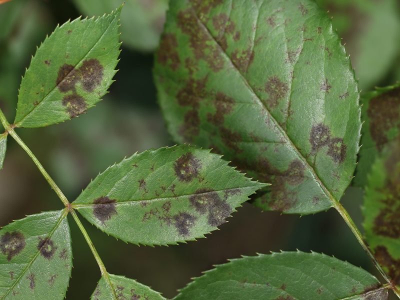 Cuidado de las plagas en plantas, imagen hojas