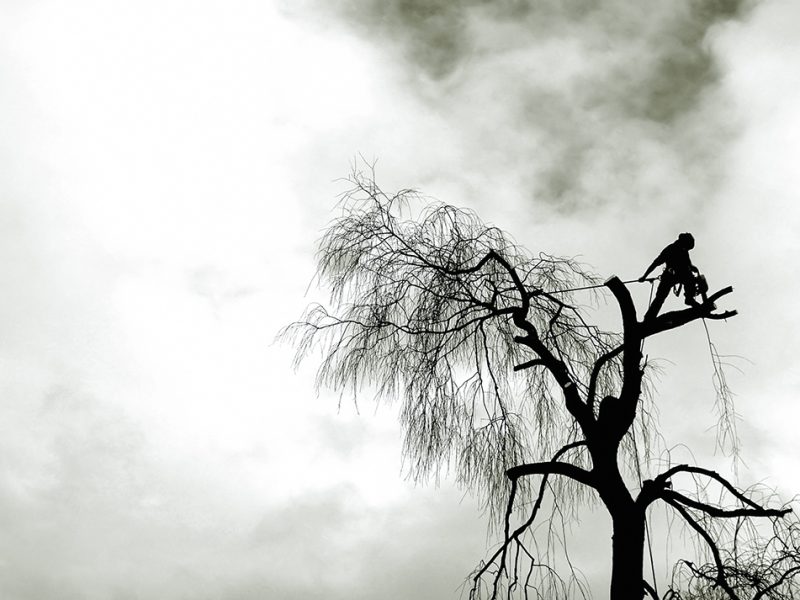 Arborista Cantabria